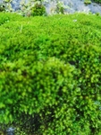 苔藓