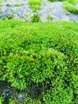 苔藓