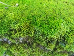 苔藓