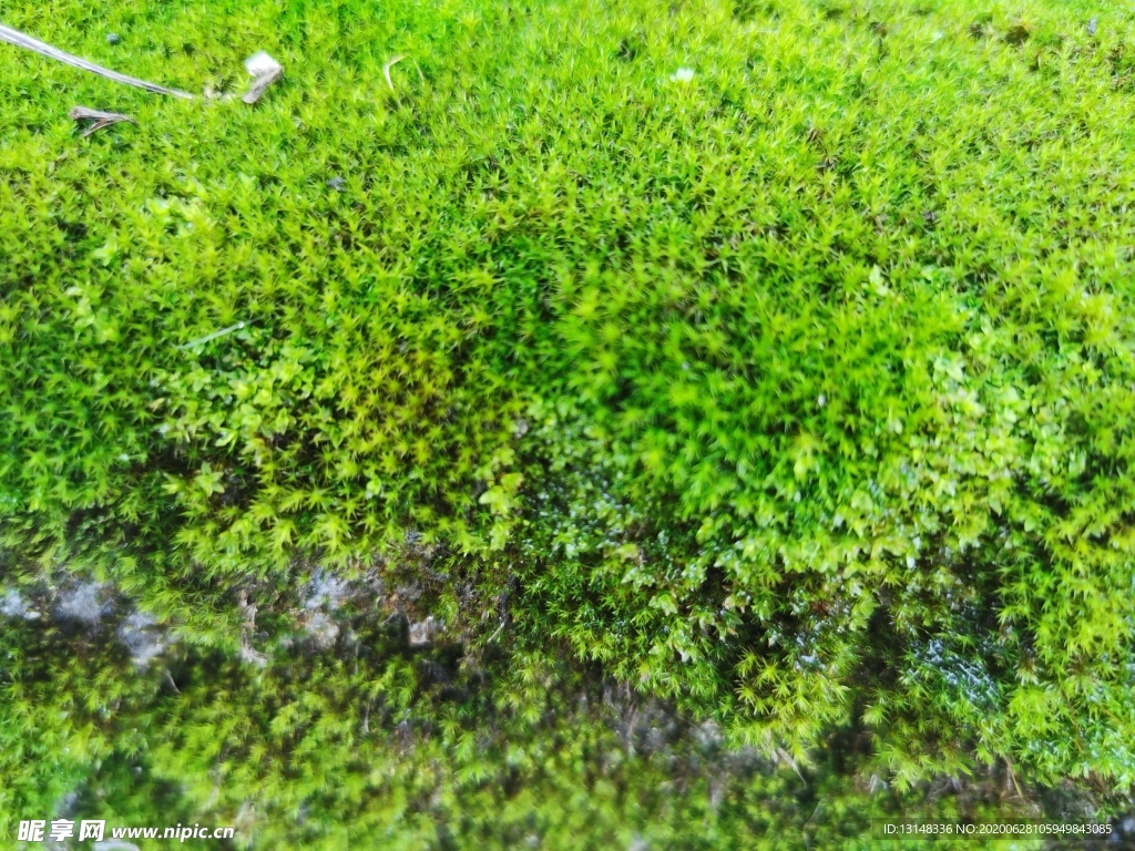 苔藓