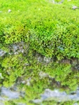 苔藓