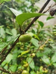 茶油果