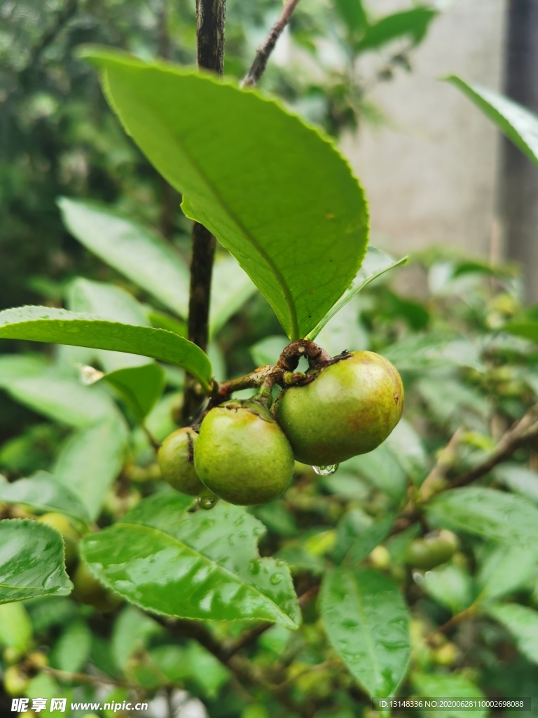 茶油果