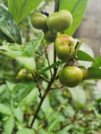 茶油果