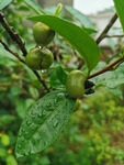 茶油果