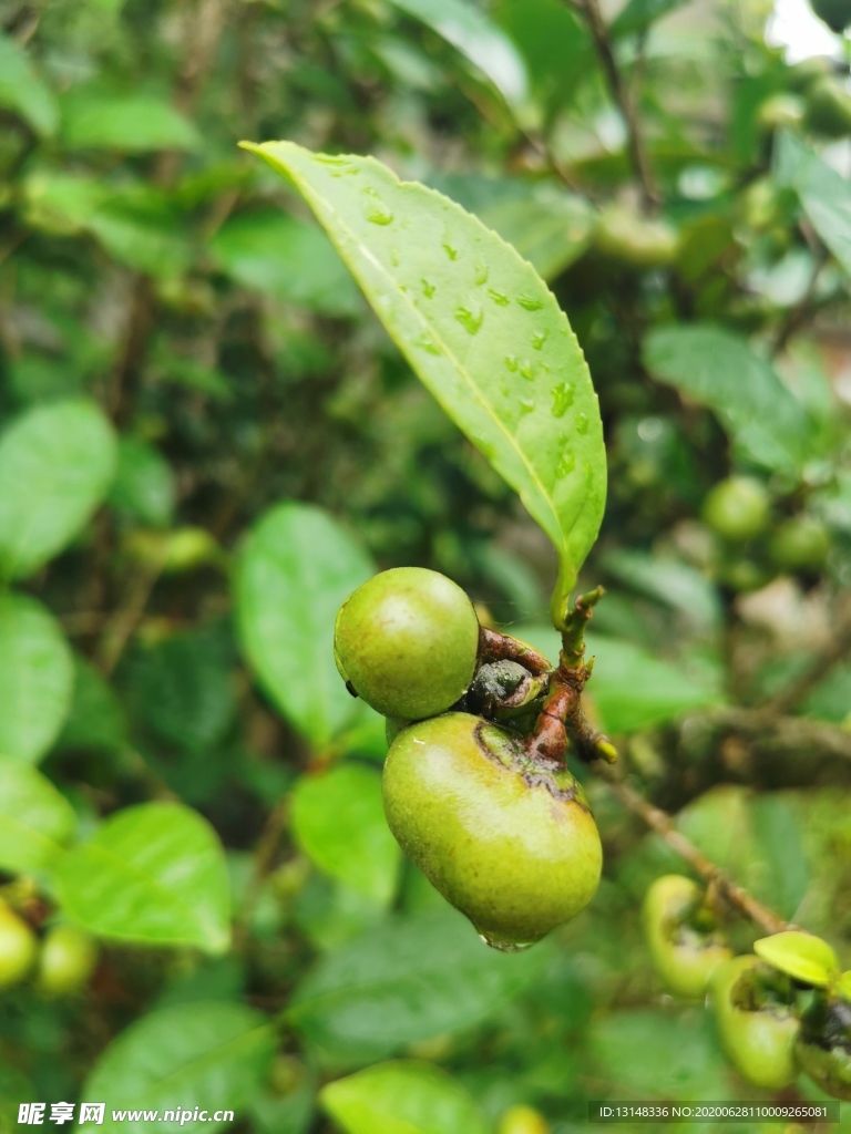 茶油果