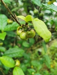 茶油果
