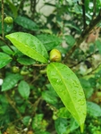 茶油果