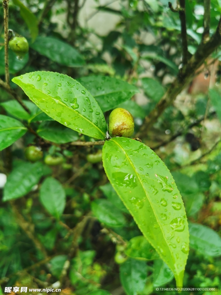 茶油果