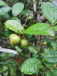 茶油果