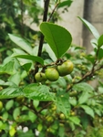 茶油果