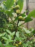 茶油果