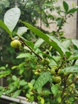 茶油果