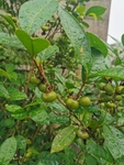 茶油果