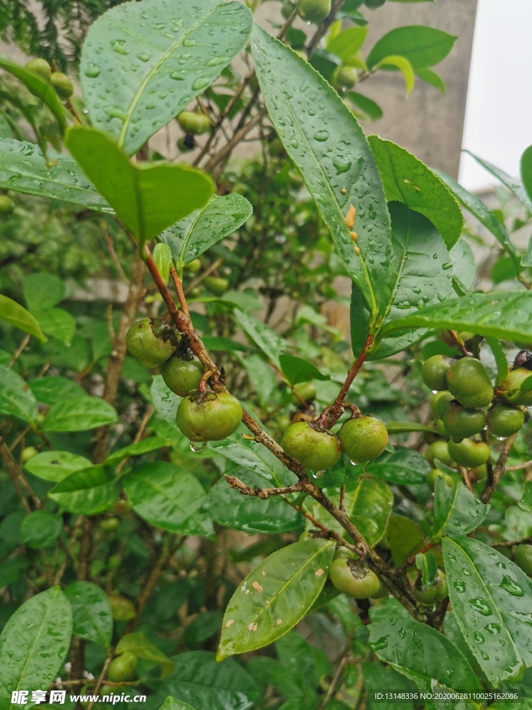 茶油果