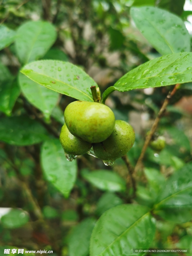 茶油果