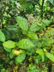 茶油