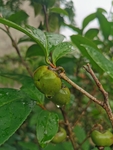 茶油果