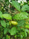 茶油