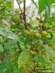 茶油