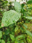 茶油