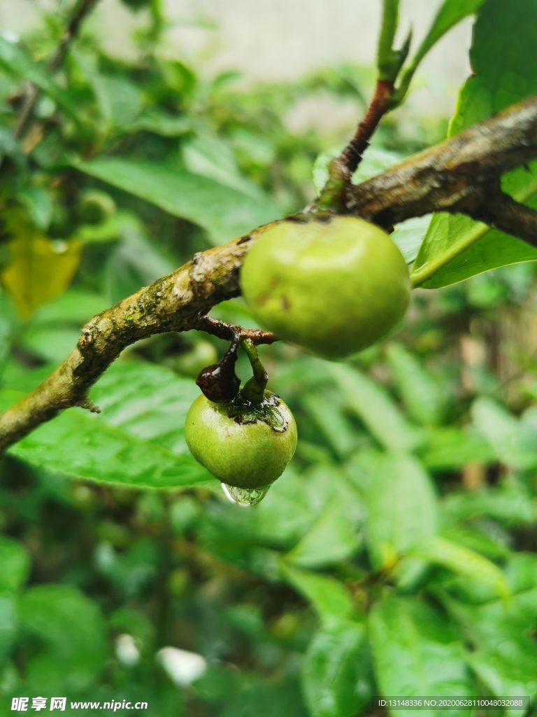 茶油