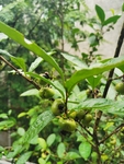 茶油