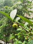茶油