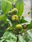 茶油果