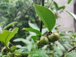 茶油果