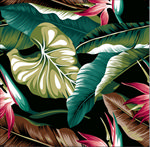 热带植物