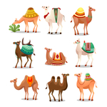 卡通的骆驼