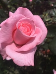 玫瑰花