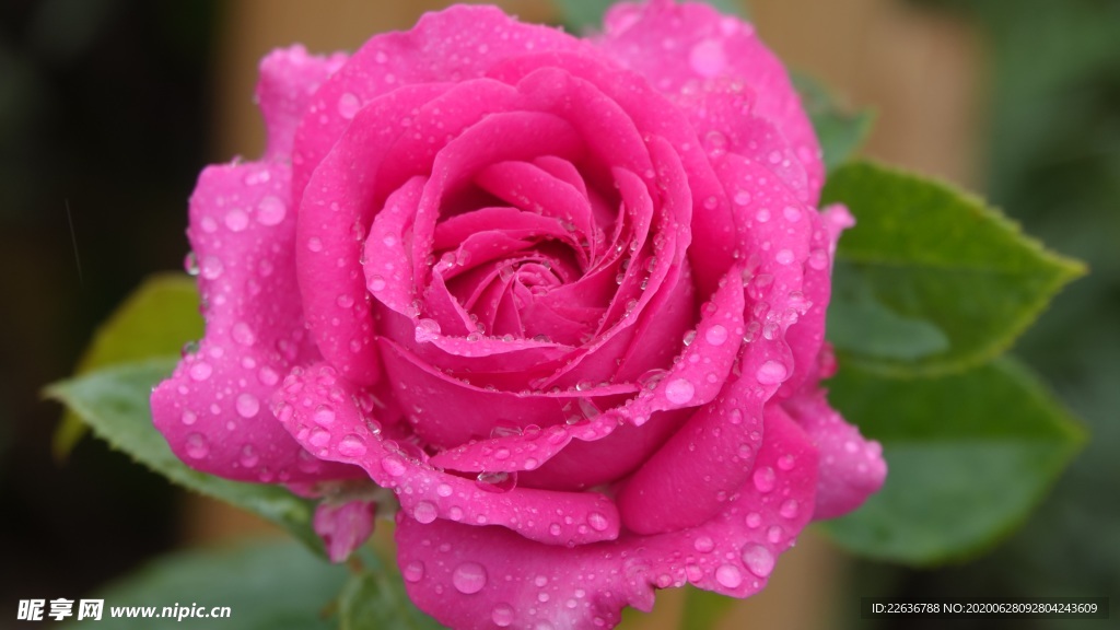 玫瑰花