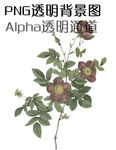 纹身素材
