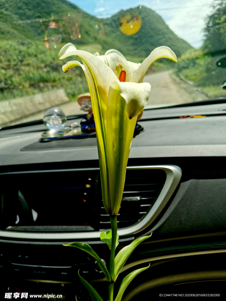 百合花