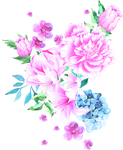 牡丹花卉
