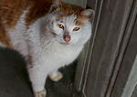 橘色猫咪