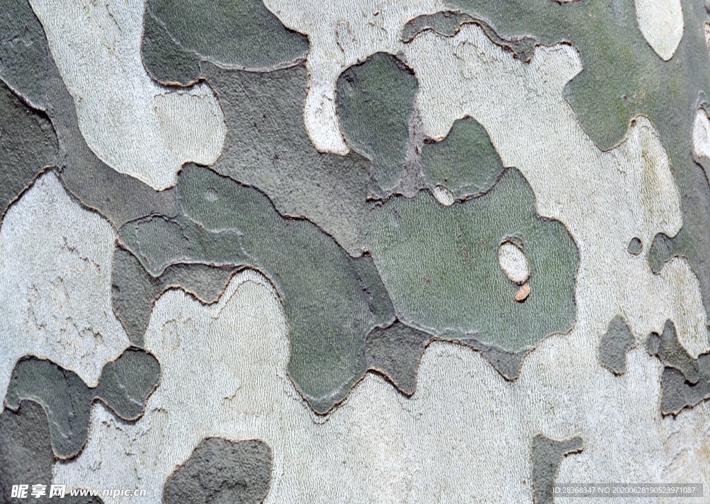 树皮年轮纹理