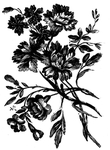 花纹边框