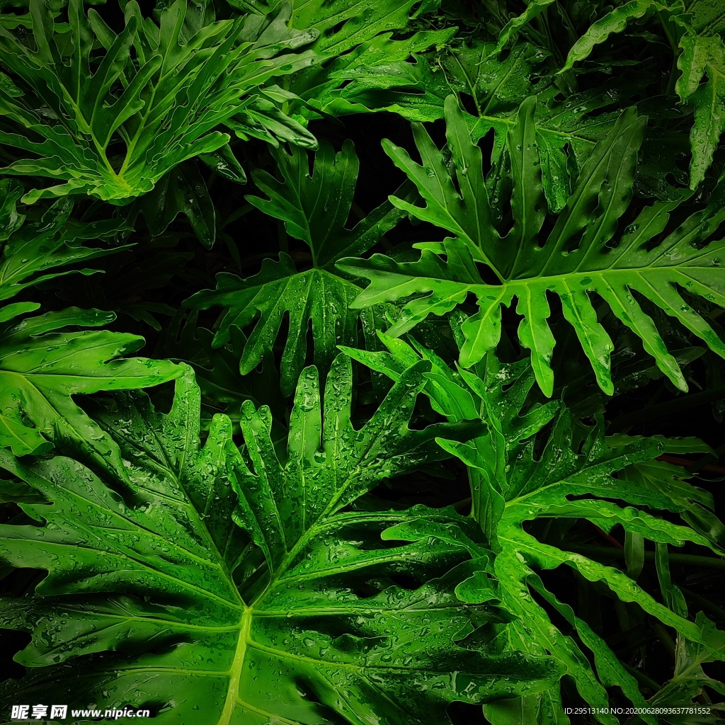雨后