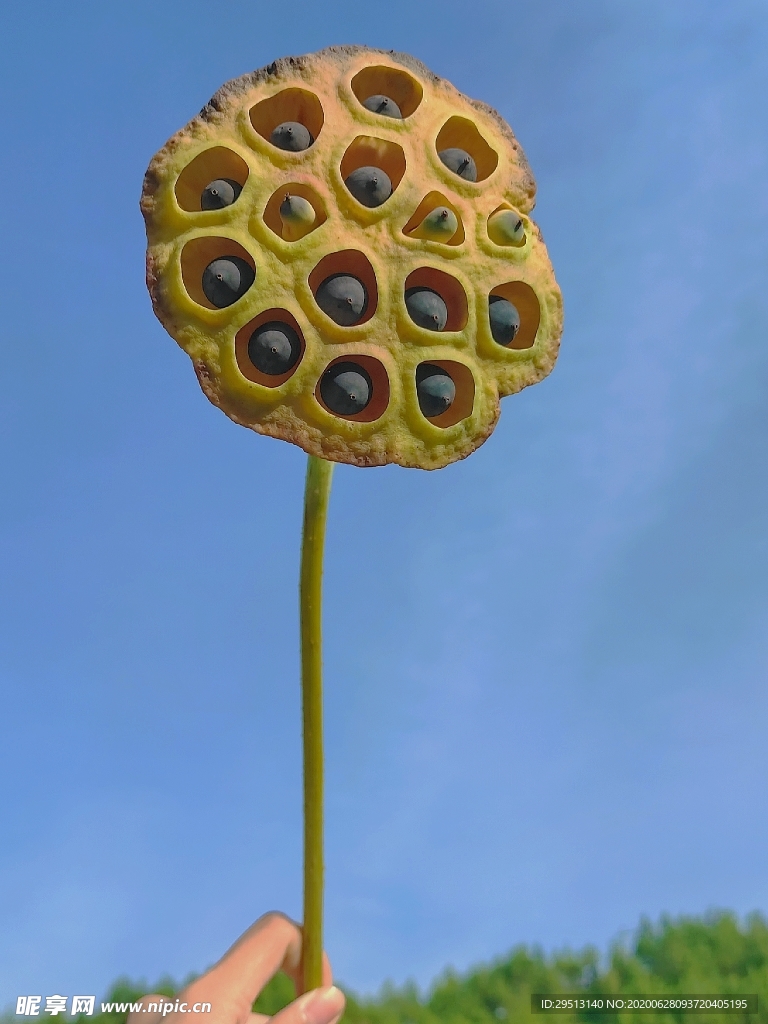 盛夏的果实