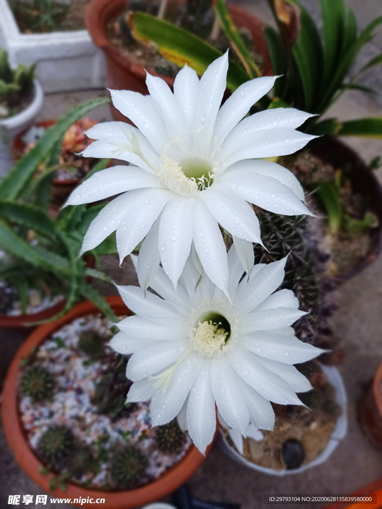 仙人球花