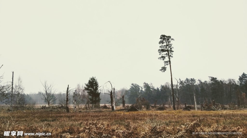 树林 草地