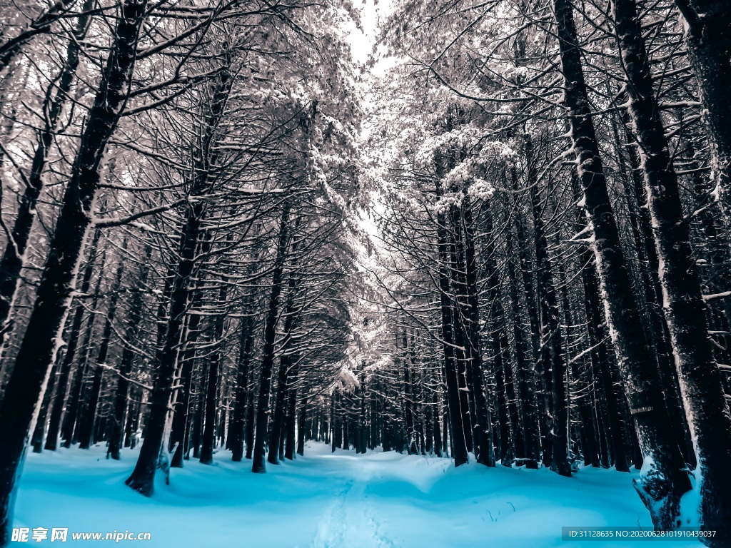 树木 雪景