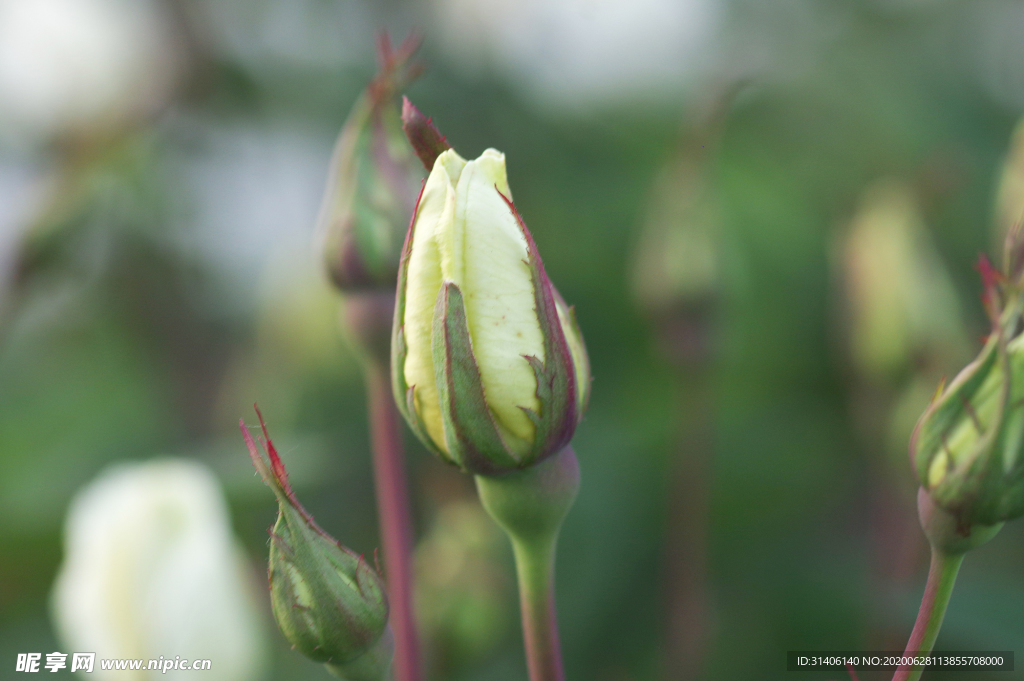 玫瑰花蕾图片