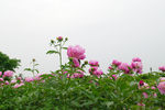 芍药图片