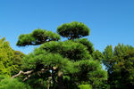 松树图片