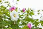 醉芙蓉图片