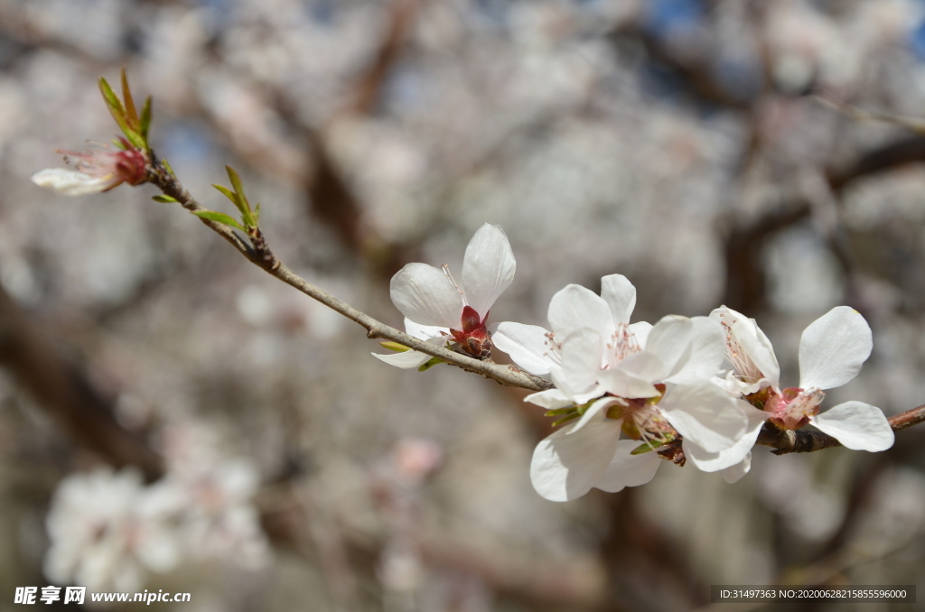 山桃花